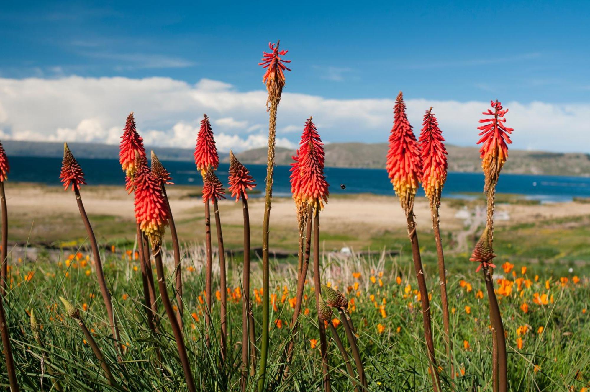 Taypikala Lago Hotel Puno Exterior photo